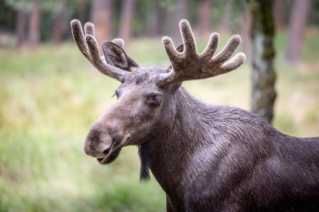 Elchbulle Snaer hält sich lieber von Synne und Elke fern, um
keinen Ärger zu riskieren | Foto: Wildpark/Thomas Ix