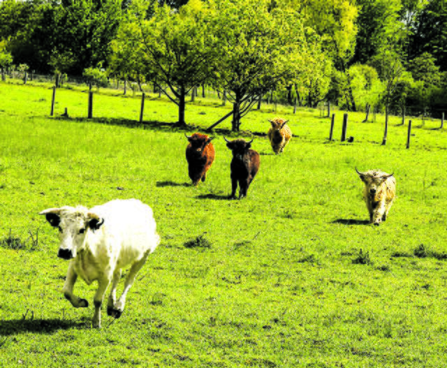 Der Hof Peters an der Straße "Am Mühlenbach" in dem winzigen Ortsteil Jehrden ist ein sogenannter „Arche-Hof“. Sein Ziel ist die Erhaltung selten gewordener Nutztierrassen. Das Bunte Bentheimer Schwein oder das Schottische Hochlandrind (Foto) leben hier.  | Foto: ts