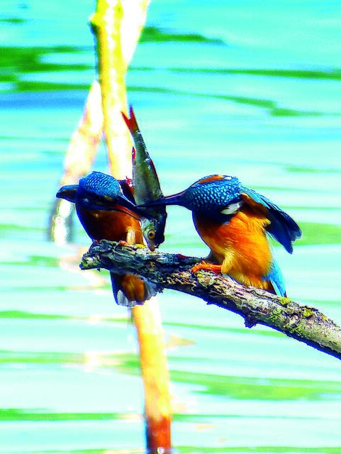 Im Mündungsgebiet bei Over befindet sich auf 500 Hektar das Naturschutzgebiet Untere Seeveniederung. Gänse, Kormorane, Reiher, Fasane, Störche und die bunten Eisvögel leben hier.  | Foto: Dirmar Großkopf