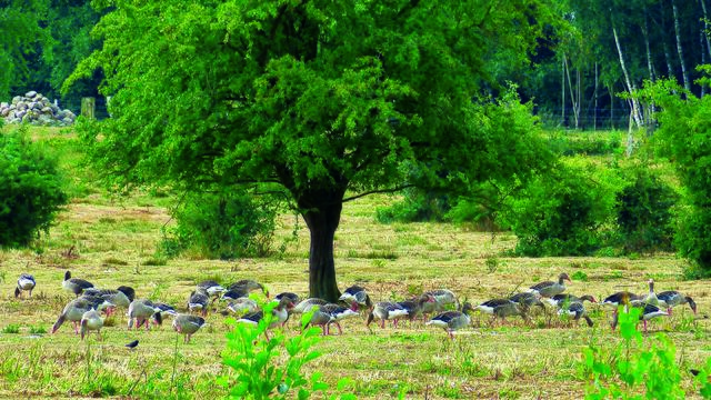 Die eindrucksvolle Natur, die an die berühmte Serengeti in Tansania erinnert, ist der Grund dafür, dass ein Teil des Mündungsgebiets Seevengeti genannt wird. | Foto: Ditmar Großkopf