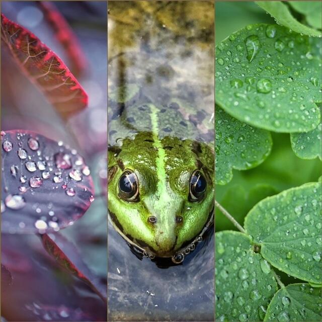 Bettina Sniechota aus Horneburg hat den Sommer bisher im Garten und zu Hause verbracht, wo sie immer wieder schöne Fotomotive entdeckt | Foto: Bettina Sniechota