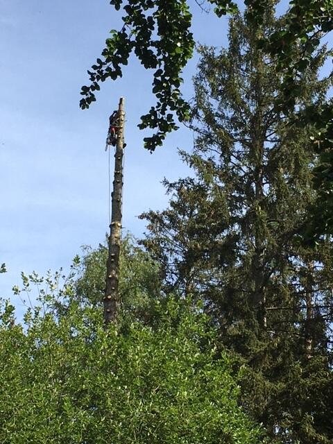 Auf dem Sommerfoto von Ekkehard Henke aus Buchholz wird ein kranker Baum zur Fällung in Etappen vorbereitet: "In extremer Höhe arbeitet ein Baumartist" | Foto: Ekkehard Henke
