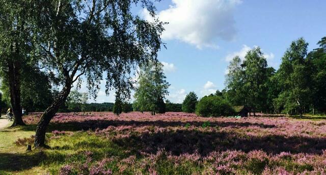 Lüneburger Heide im August von Bernhard von Glahn aus Neu Wulmstorf | Foto: Bernhard von Glahn
