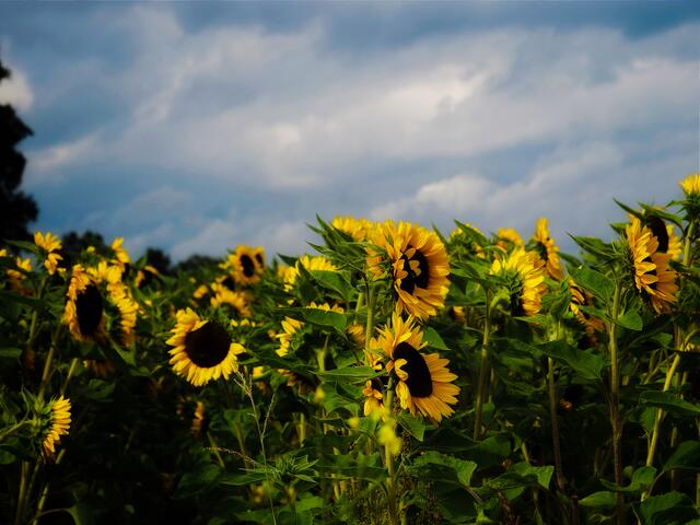Wunderschöne Sonnenblumen sendete uns Carola Meyer-Fricke aus Apensen | Foto: Carola Meyer-Fricke