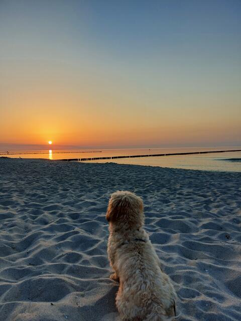Heike und Sven Knitter aus Seevetal-Fleestedt waren mit ihrem Hund Paul am Strand von Zingst beim Sonnenuntergang | Foto: Heike Knitter