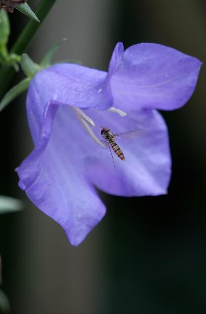 Schwebfliegen im Garten von Carola Meyer-Fricke aus Apensen | Foto:  Carola Meyer-Fricke