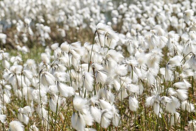 Die Wollgrasblüte im Tister Bauernmoor war für Hartmut Abraham aus Buchholz ein tolles Erlebnis | Foto: Hartmut Abraham