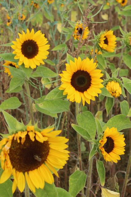 Sonnenblumen sind empfindlich, die aktuelle Witterung macht ihnen zu schaffen