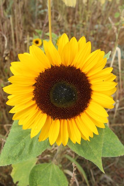 Nur die schönsten Blumen kommen in den Handel - das sind allerdings auch die, die am liebsten geklaut werden