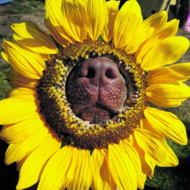Hinter bzw. in dieser Sonnenblume steckt Hündin Freyja von Familie Moß aus Harsefeld | Foto: Familie Moß