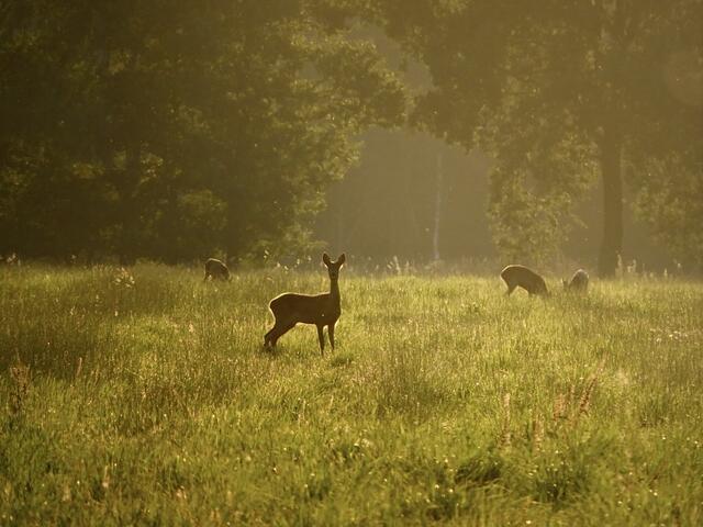Diese Rehe bekam Lina Lohmann aus Groß Todtshorn vor die Kamera | Foto:  Lina Lohmann