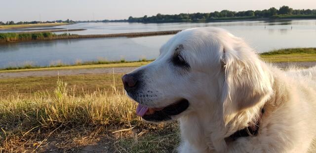 Schöne Aussicht: Spaziergang mit Hund in Over an der Elbe von Birgit Bernstorff aus Seevetal-Meckelfeld | Foto: Birgit Bernstorff