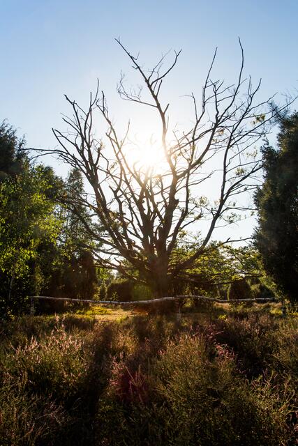 Atmosphärisch: Eine Ellerndorfer Wachholderheide im Gegenlicht von Cord Michaelis aus Salzhausen | Foto: Cord Michaelis