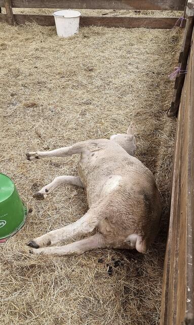Eines der verendeten Schafe. Das Foto soll vor drei Wochen entstanden sein | Foto: Soko Tierschutz