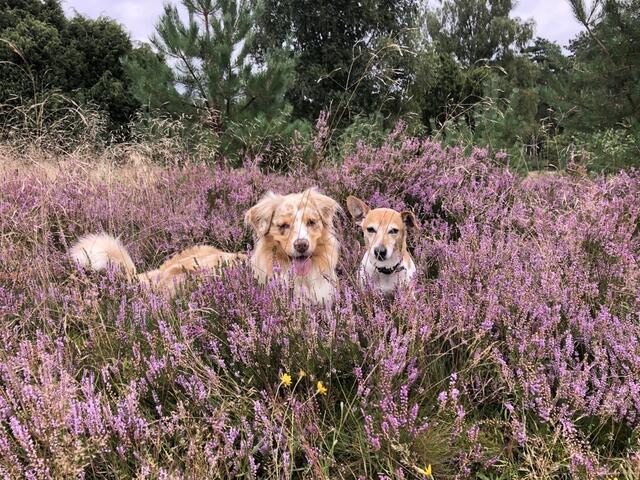 Auf einer ausgedehnten (Gassi-)Tour durch die Heide lassen sich wunderschöne Schnappschüsse knipsen | Foto: Anja Markowsky aus Salzhausen