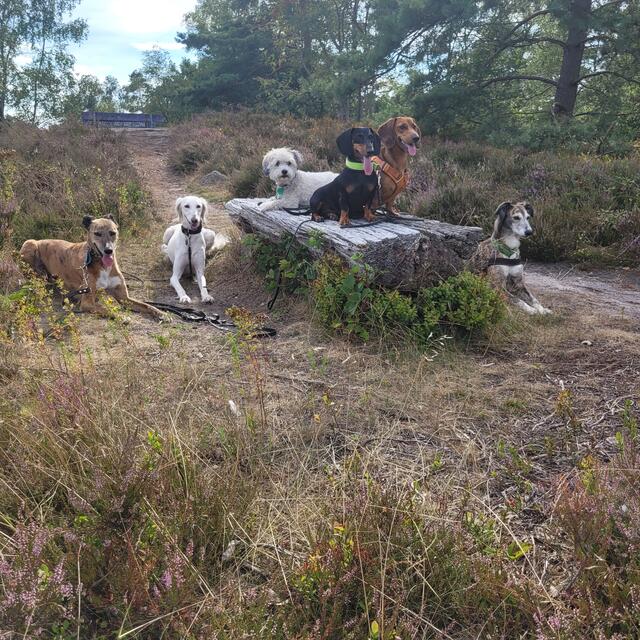 Auf in die Heide! | Foto: Simone Lückert