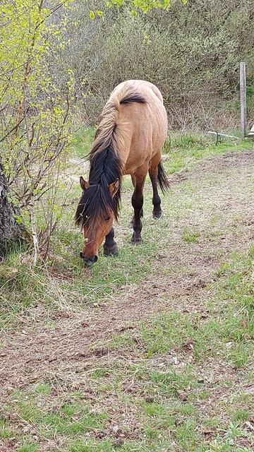 Monika Futh aus Tespe gelang ein unerwarteter Schnappschuss in der Heide
 | Foto: Monika Futh