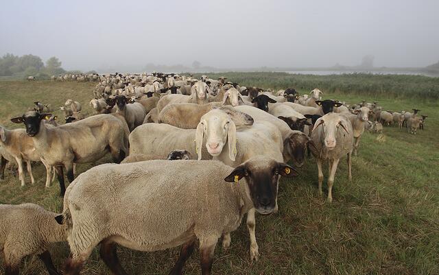 Ein Großteil der Herde ist noch auf den Deichen. Dort bleiben die Tiere bis zum Oktober. | Foto: jd