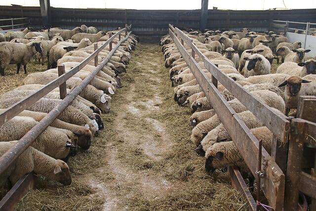 Dieser Teil der Herde wird jetzt im Stall gefüttert, da draußen am Deich wegen der Hitze nicht mehr ausreichend Grünfutter vorhanden ist | Foto: jd