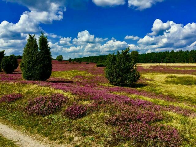 Wie ein Gemälde wirkt die malerische Landschaft in der
Lüneburger Heide | Foto:  Bernhard von Glahn aus Neu Wulmstorf