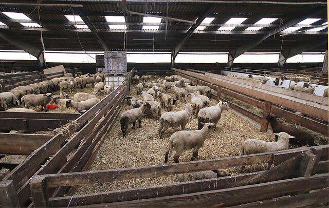 Ein Blick in den Schafstall: Eine Bauernhofidylle ist es nicht unbedingt - aber Stall und Tiere wirken auch nicht verwahrlost | Foto: jd