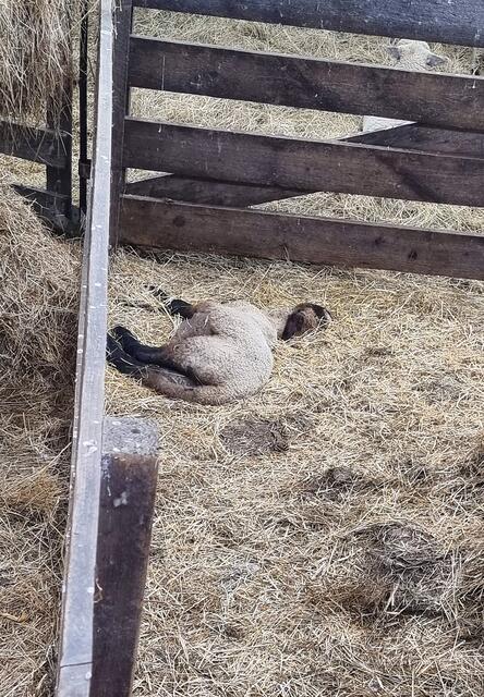 Auch dieses Schaf ist nach Angaben der Soko Tierschutz im Stall der Brüder T. verendet | Foto: Soko Tierschutz