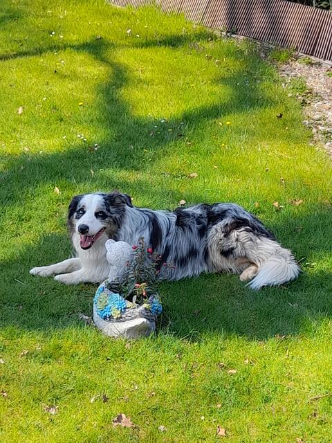 Kleine Pause im Garten von Sieglinde Steffens aus Regesbostel | Foto: Sieglinde Steffens