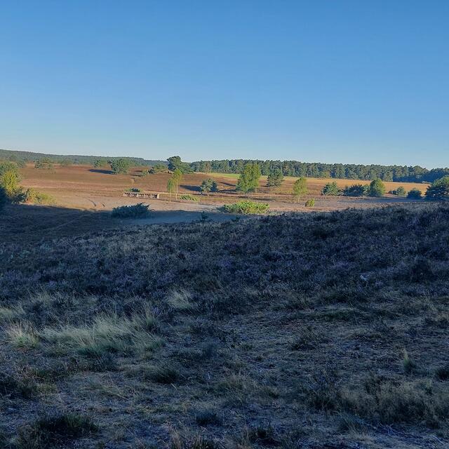 Einen frühen Morgen in der Heide hielt Jessica Halsey aus Sahrendorf im Foto fest | Foto: Jessica Halsey