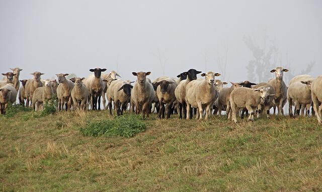 Dort, wo noch ausreichend Gras vorhanden ist, bleiben die Schafe auf den Deichen | Foto: jd