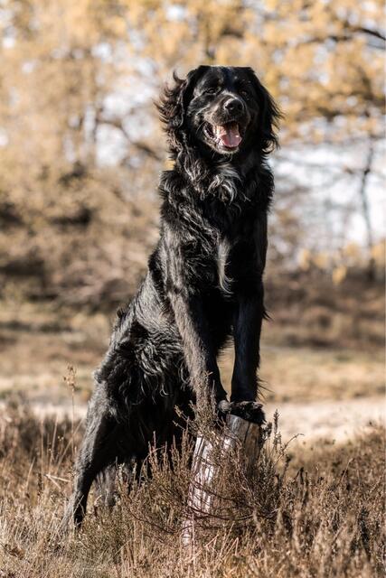 Wie aus einem professionellen Hunde-Fotokalender: Gizmo von Vanessa-Samira Probst aus Assel  | Foto: Vanessa-Samira Probst