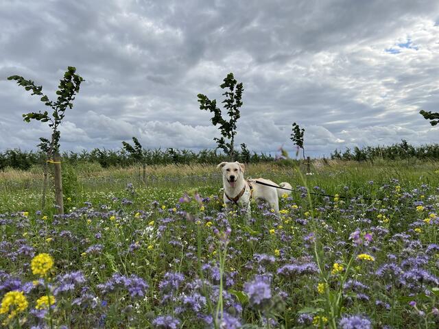 Loki aus Neuenkirchen | Foto: Stefan Teichert