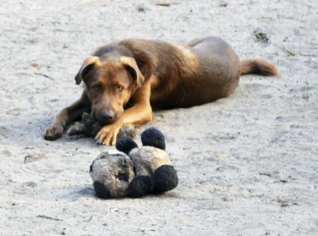 Line Firsching ist auch Pflegestelle für den Verein "Vierbeiner in Not". Hunde wie "Pepper" werden von Königsmoor aus vermittelt | Foto: bim