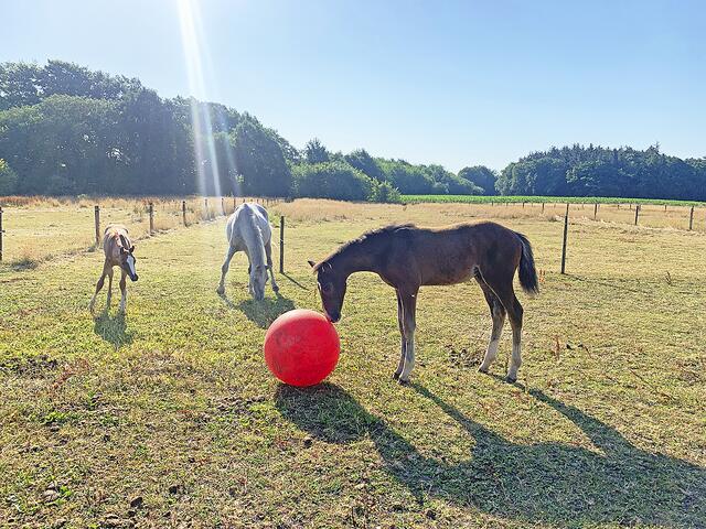 Fia guckt neugierig zu, wie Hickstead Edition mit dem Ball spielt | Foto: sc