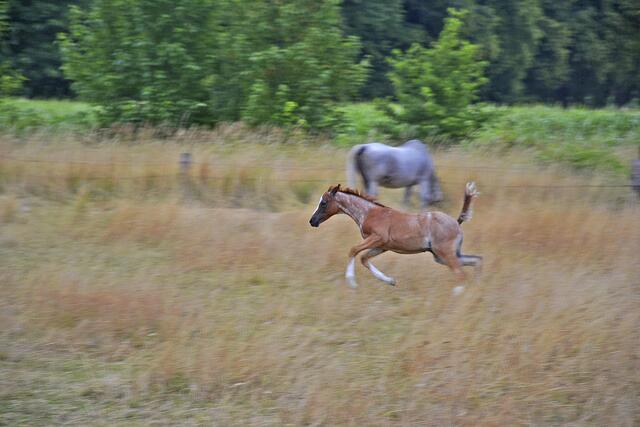 Fia genießt ihre Zeit auf der Weide. Ihre Fellfarbe ändert sich langsam vom Fuchs zum Schimmel | Foto: sc