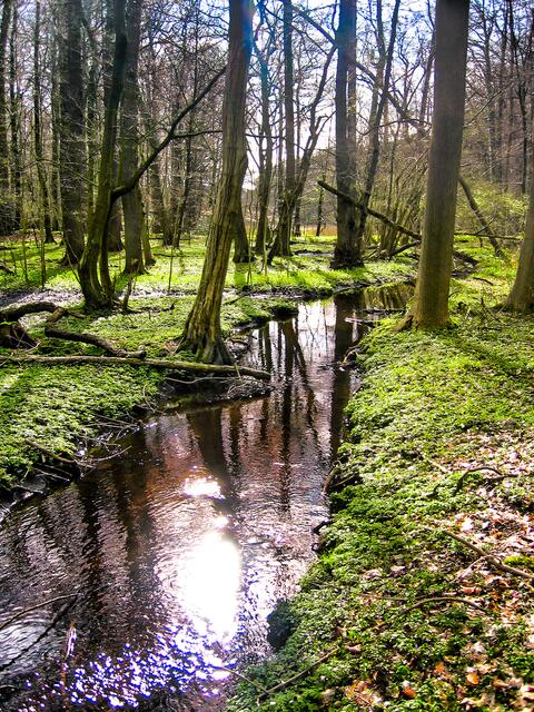 Der Brakengraben gehört zu den wenigen vom Menschen geschaffenen Gewässern im Waldgebiet | Foto: Christian Schmidt 