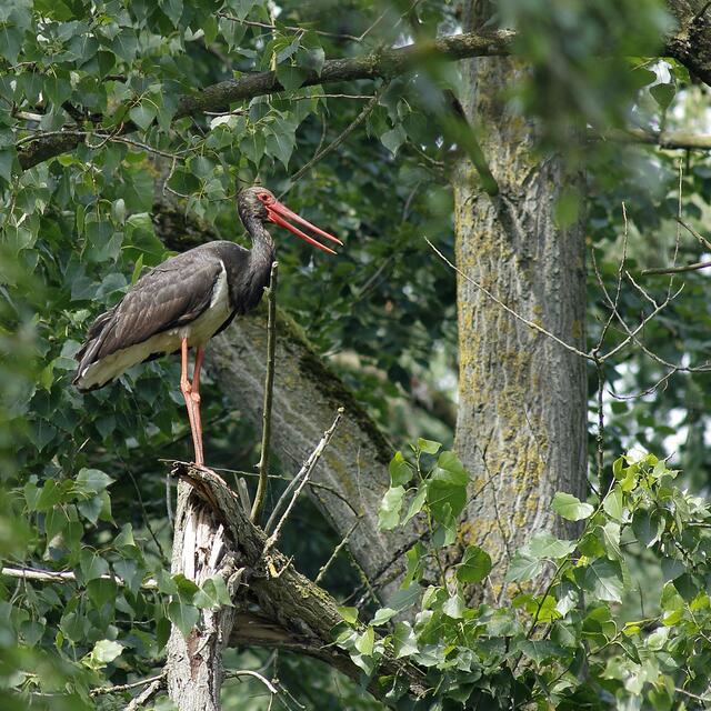 Der Schwarzstorch erobert sich den Braken als Lebensraum seit einigen Jahren zurück | Foto: Hans-Joachim Schaffhäuser 