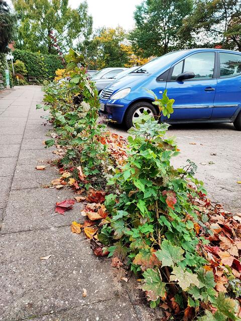Das Unkraut in der Albert-Schweitzer-Straße | Foto: thl