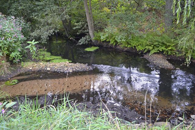 Hier fließen die Este und der Sprötzer Bach zusammen | Foto: bim