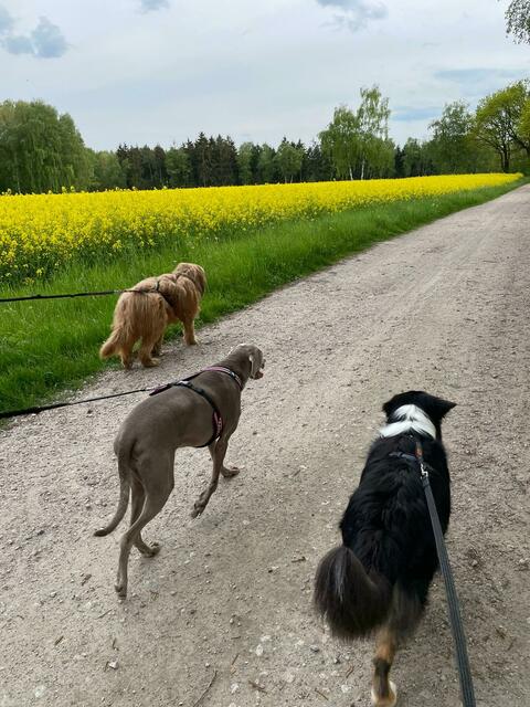 In den Workshops von Carola Hadler tragen die Hunde beim CaniCross ein gut sitzendes Zuggeschirr | Foto: Carola Hadler