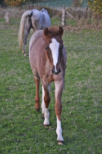 Das Fohlen Fia berichtet aus 
seinem Leben | Foto: sc