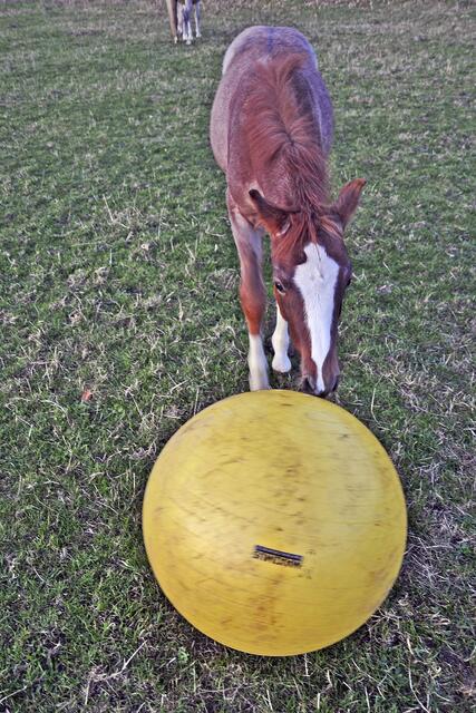Fia freundet sich langsam mit dem Ball an  | Foto: sc
