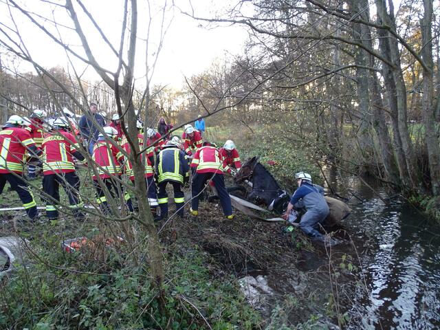 Mit vereinten Kräften wurde das Tier wieder an Land gezogen | Foto: Feuerwehr Samtgemeinde Hanstedt