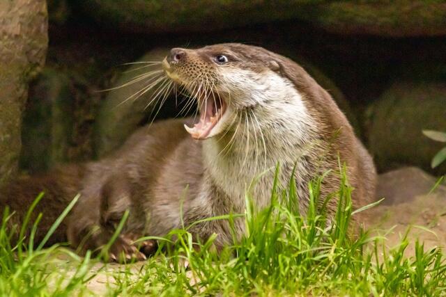 Fischotter Papa schaut vor dem Baueingang nach dem Rechten | Foto: Wildpark Schwarze Berge