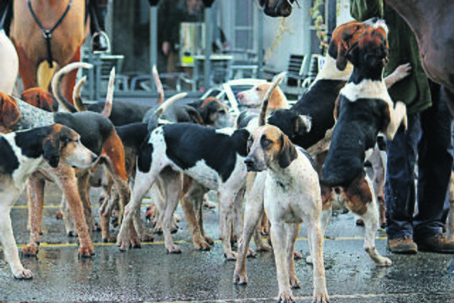 Hunde, die bei einer Schleppjagd in der Meute jagen, sind hervorragend ausgebildet und keine aggressiven Beißer | Foto: adobe stock/Jenny Thompson