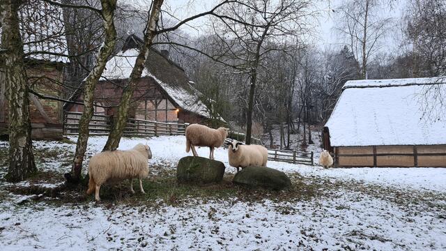 Die Bentheimer Landschafe auf dem winterlichen Gelände des Freilichtmuseums. | Foto: FLMK