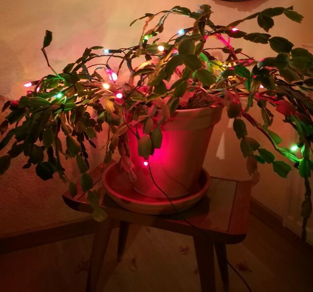 Nachhaltig und klimaneutral ist der Baum von Lynda Hardy aus Buxtehude | Foto: Hardy