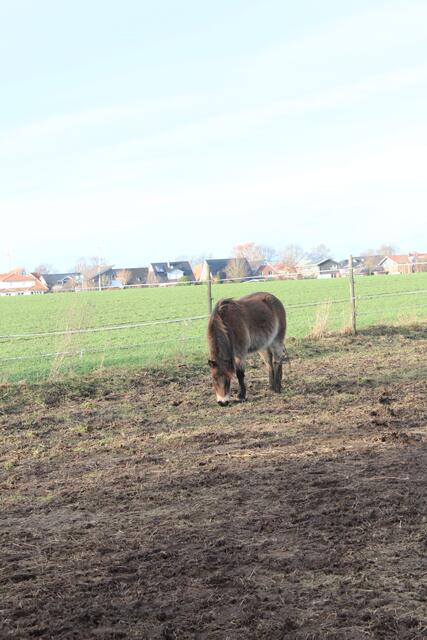 Kimana (3), ein Exmoor-Pony, kommt aus den Niederlanden, wo die kleinen Wildpferde für Beweidungsprojekte und zum Verzehr gehalten werden