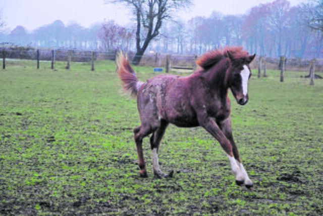 Reitponyfohlen Fia tobt ausgelassen auf der Weide | Foto: sc