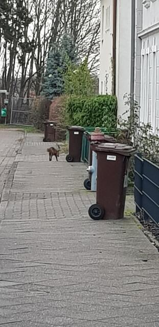 Der Fuchs trabt gemütlich durch die Siedlung | Foto: Maren Uhlendorf