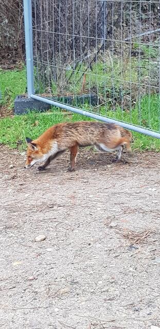 Bei der Begegnung mit WOCHEBLATT-Leserin Maren Uhlendorf zeigte der Fuchs kaum Scheu  | Foto: Maren Uhlendorf